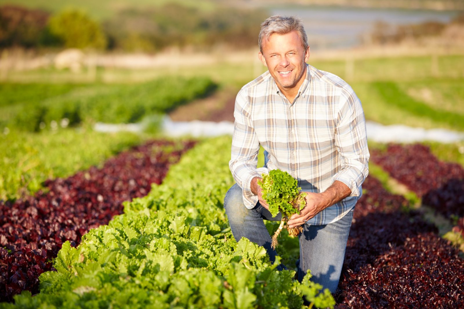 Organic agriculture in Europe